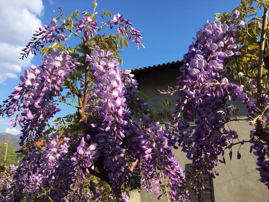 B&B Villa Dei Pini 카노비오 외부 사진