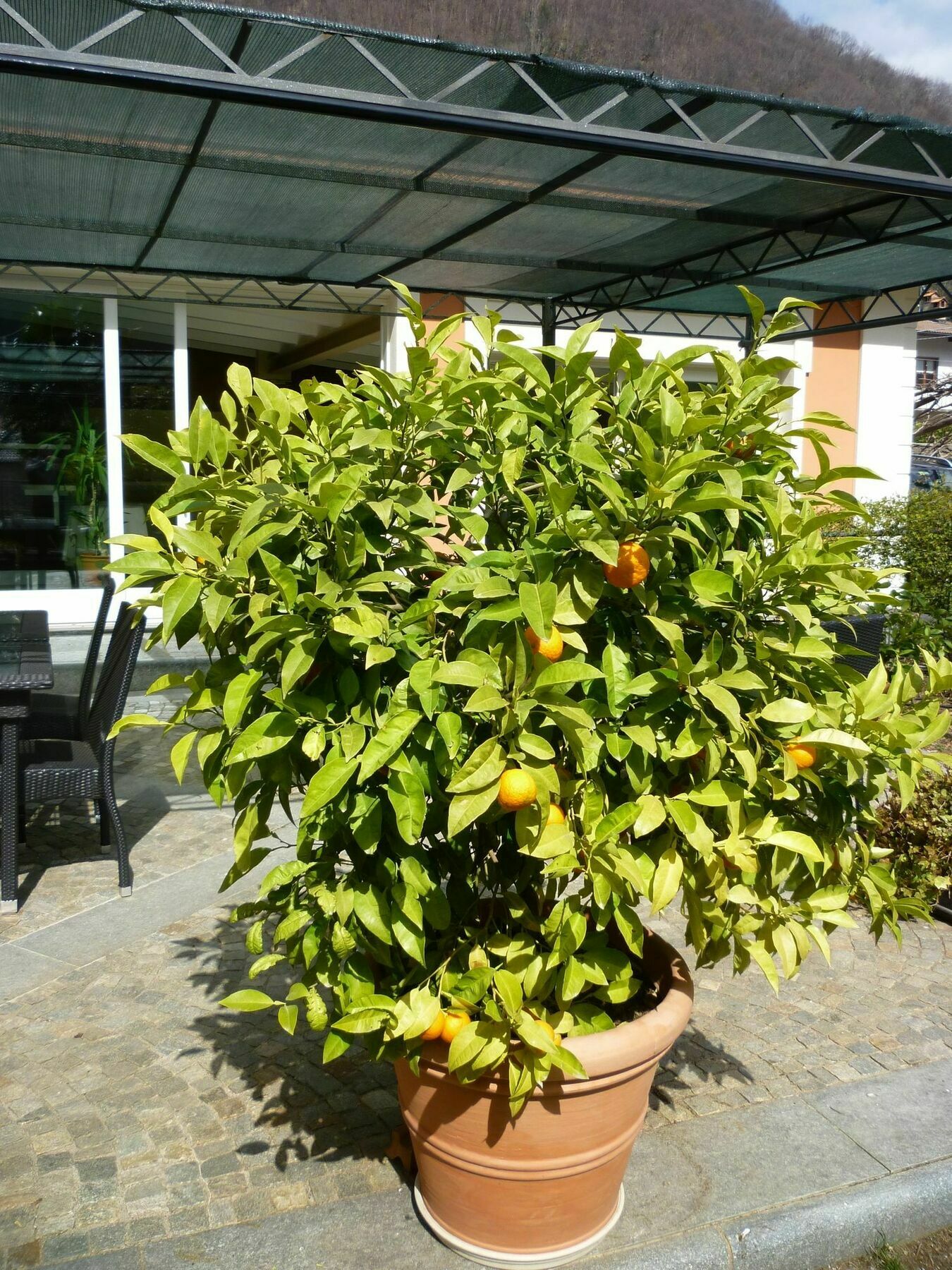 B&B Villa Dei Pini 카노비오 외부 사진